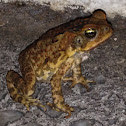 Hoppy Toad