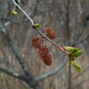 Sitka Alder