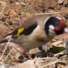 Goldfinch; Jilguero