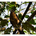Collared Forest-Falcon