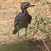 Indian Stone Curlew