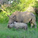 White Rhino and baby