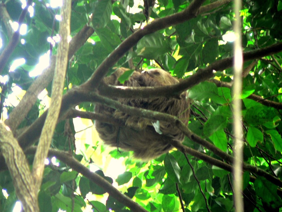 Two toed sloth