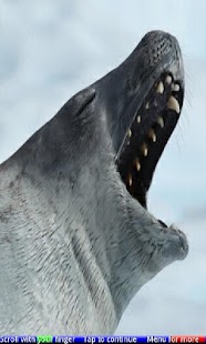 Free Download Animals Yawning 2 FREE APK