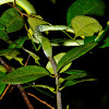 Green Vine Snake feeding on Large Scaled Shieldtail