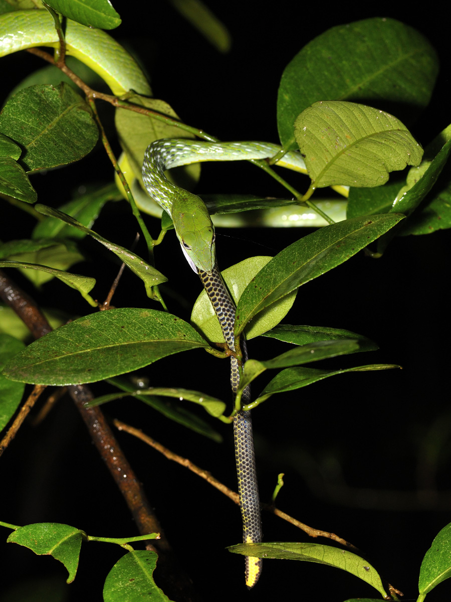 Green Vine Snake feeding on Large Scaled Shieldtail