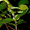 Green Vine Snake feeding on Large Scaled Shieldtail
