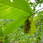 Hophornbeam