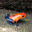Blue-jeans Poison Dart Frog