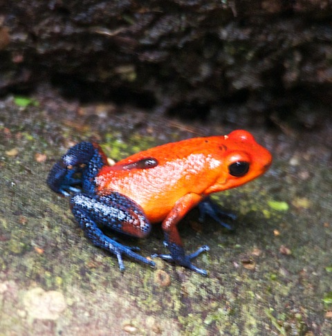 Blue-jeans Poison Dart Frog | Project Noah