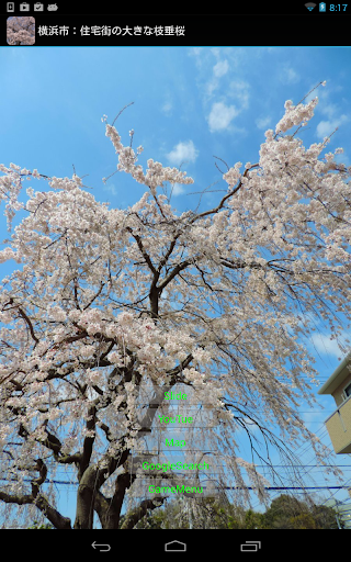 横浜市：住宅街の大きな枝垂桜 JP143