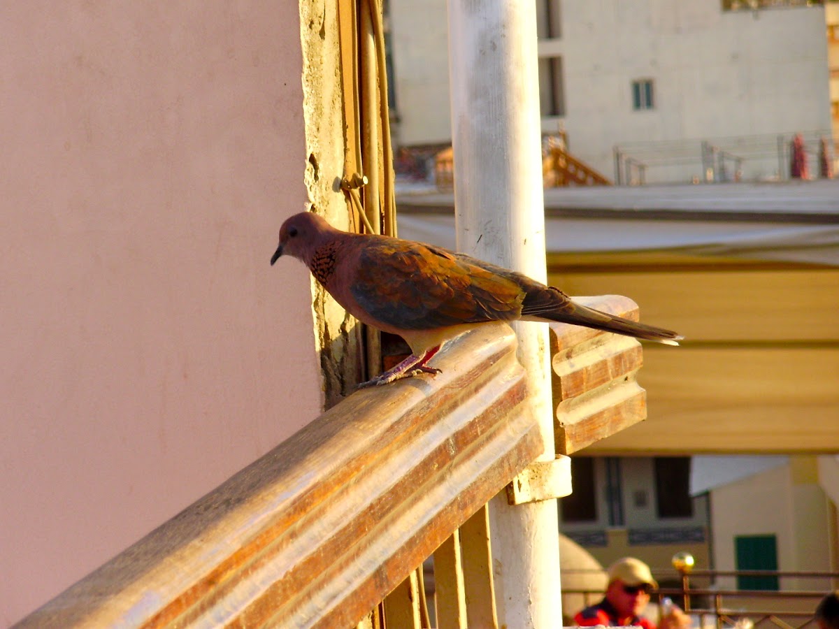 Laughing Dove