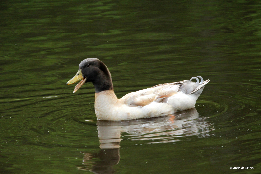 Mallard-Pekin duck