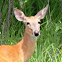 White-tailed Deer