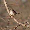 White-Throated Sparrow