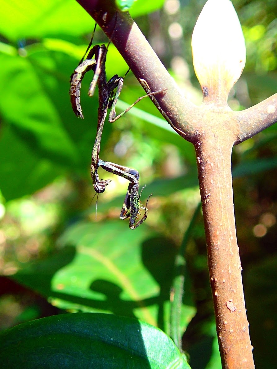 Dead Leaf Mantis's Nymph