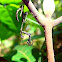 Dead Leaf Mantis's Nymph
