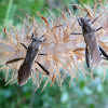 Broad-Headed Bug