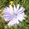 Chicory