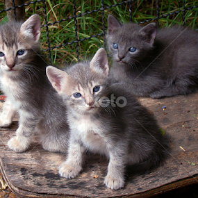 My Cat's babies by LoRe Pics ARG - Animals - Cats Kittens