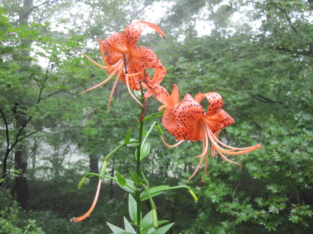 Tiger Lily Project Noah