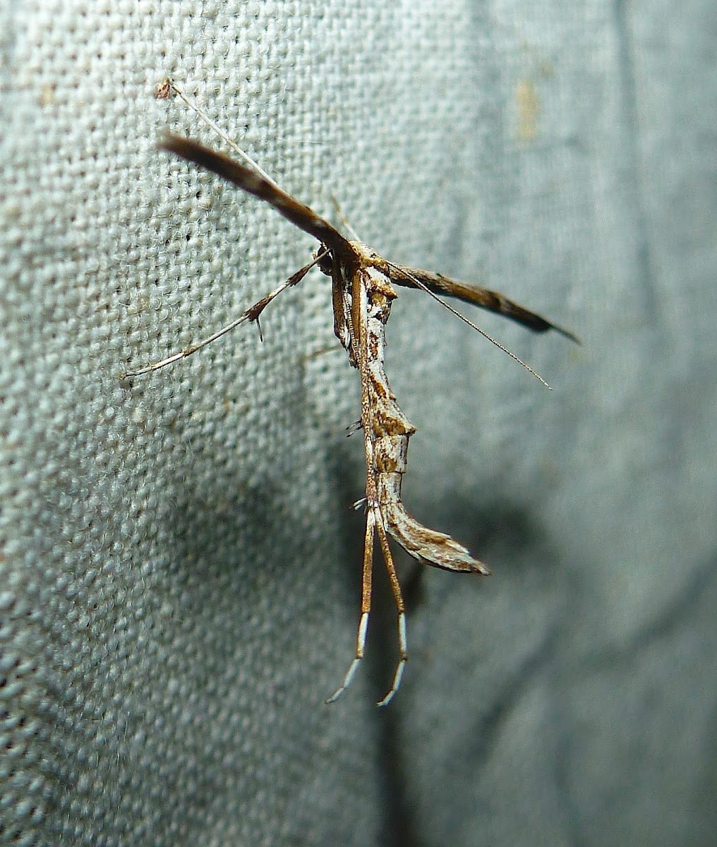 Feather Wing Moth