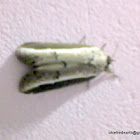 Nolid Moth