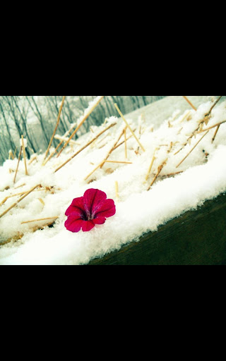 Snow Flowers live wallpaper