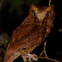 Serendip Scops Owl