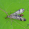 Common scorpionfly (male)