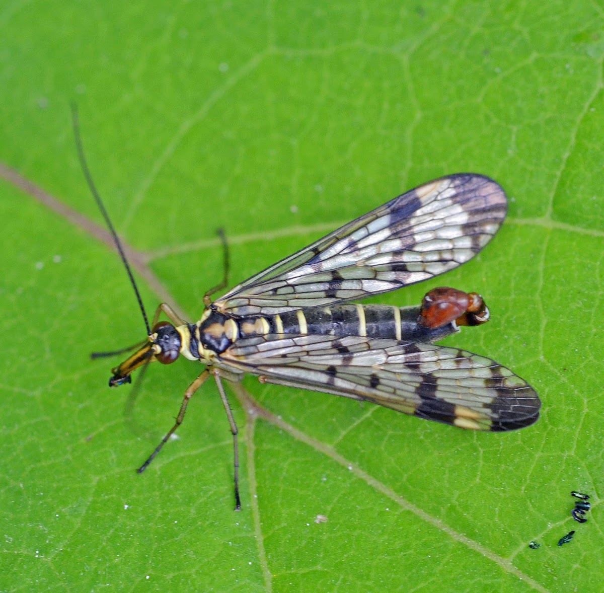 Common scorpionfly (male)