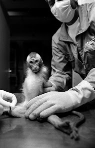 Proefdierlaboratorium: aap