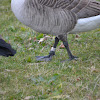 Canada Goose (Banded)