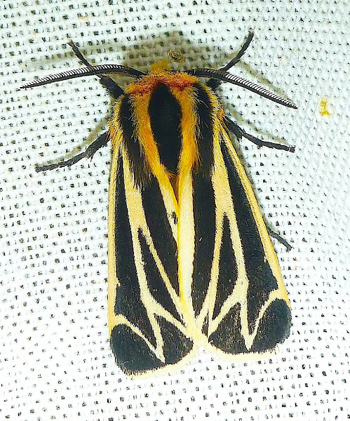 Harnessed Tiger Moth | Project Noah