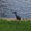 Yellow-crowned Night Heron