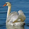 Mute Swan- Cygne tuberculé- Höckerschwan