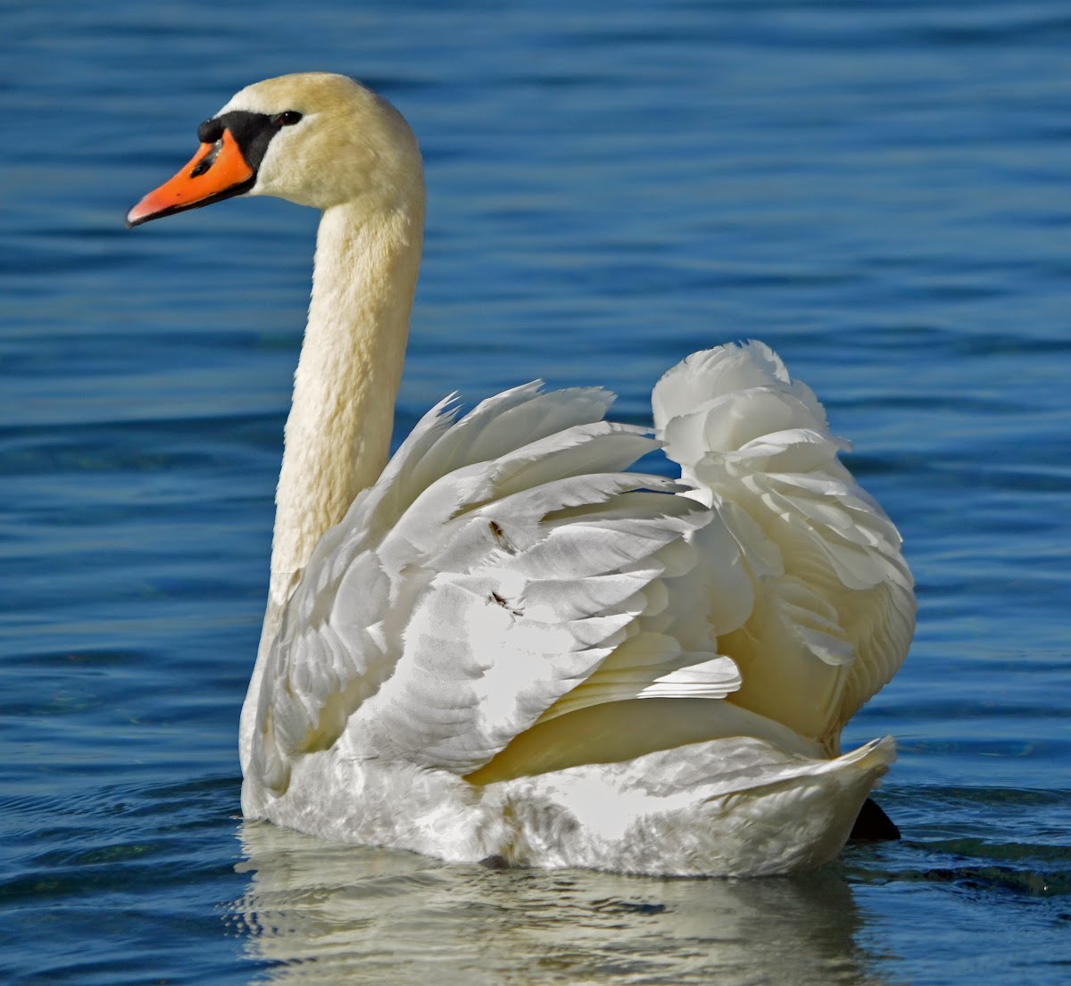 Mute Swan- Cygne tuberculé- Höckerschwan