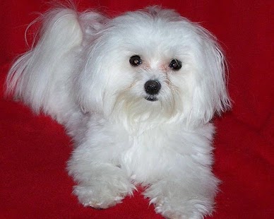 Maltese Wallpapers Screenshots 0
