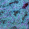 Florida False Coral