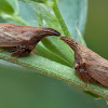 leaf hopper thorn mimic