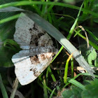 The Bent-line Carpet Moth