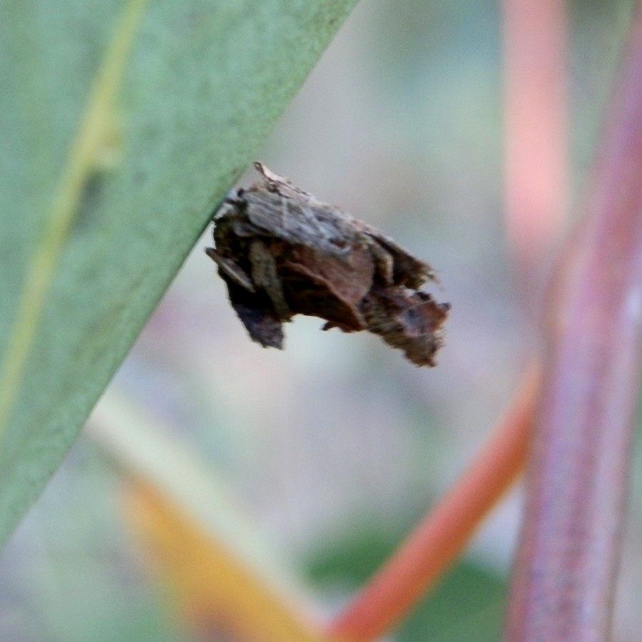 Common leaf case moth