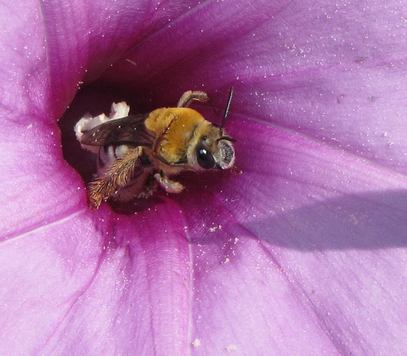 Squash Bee Project Noah