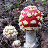 Fly Amanita