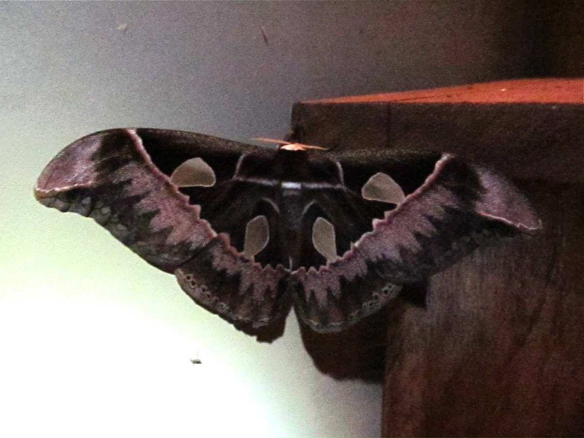 Silk Moth Species