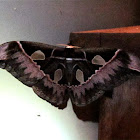 Silk Moth Species