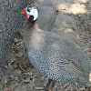 Helmeted Guinea Fowl