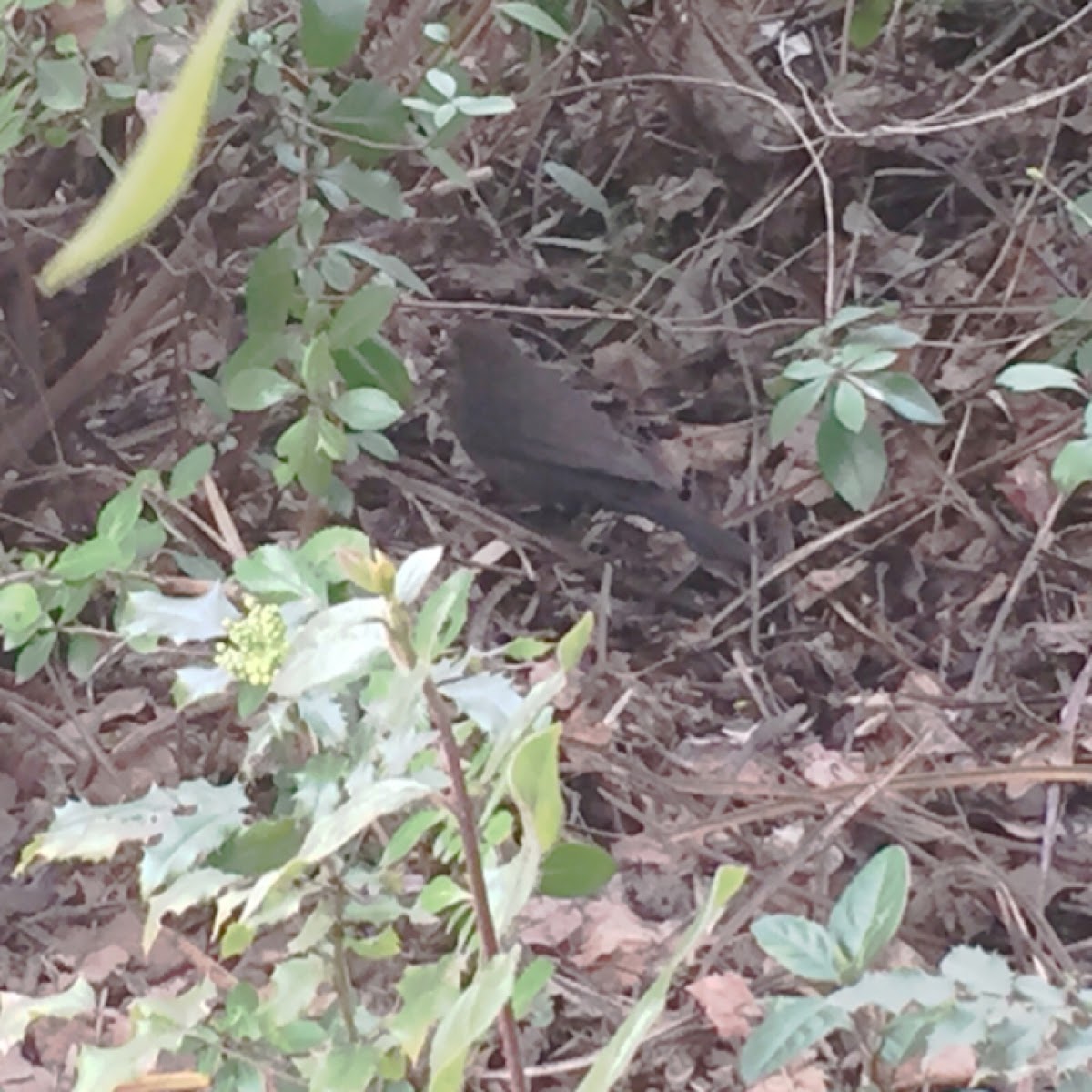 Common blackbird (female, nesting)