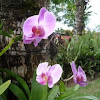 Phalaenopsis. Orquidea alevilla o mariposa