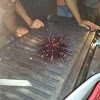wana (sea urchin)